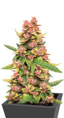 Auto Banana Blaze fem (Dutch Passion)