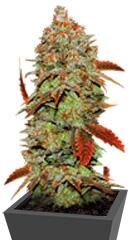 Auto Bubblegum Extra fem (Bulk Seed Bank)