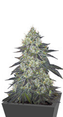 Hypnotic Auto fem (Anaconda Seeds)