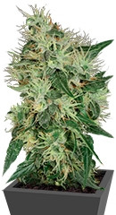 Lambo regular (TH Seeds)