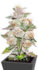 Mendocino Purple Kush fem (Medical Seeds)