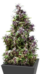Purple Paro Valley fem (Mandala Seeds)