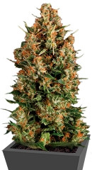 Wembley fem (Pyramid Seeds)