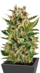 White Widow Automatic fem (RQS)