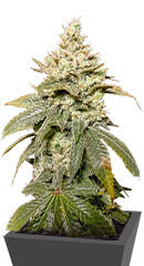 Gummy Skunk Fast Version fem (Easy Grow Seeds) семена конопли