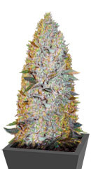 Amnesium fem (Victory Seeds)