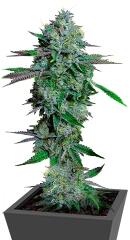 Cataract Kush fem (DNA Genetics)