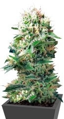 Dance World CBD fem (RQS)