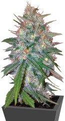 Ganesh Spirit fem (Sweet Seeds)