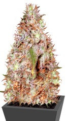 Kali's White Shadow fem (KFC Seeds)