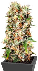 Missing In Barcelona fem (Eva Seeds)