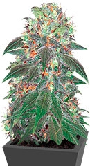 Punky Lion fem (Samsara Seeds)