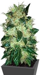 Sour P fem (Resin Seeds)