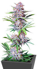 Bruce Banner Autoflower fem (Seedkeepers) семена конопли