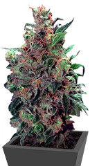 Californian Orange fem (Dutch Passion)