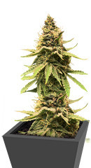 Critical Amnesia fem (AlphaFem Seeds)