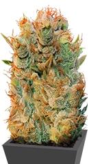 MK Ultra Kush X Bubble fem (TH Seeds)