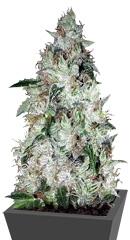 Auto OG Kush fem (Bulk Seed Bank)