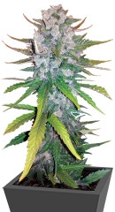 + Speed Auto fem (Sweet Seeds)
