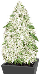 Sumo's OG Kush fem (Sumo Seeds)