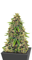 Totally Alpha OG fem (AlphaFem Seeds)