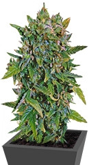 VIP Auto fem (VIP seeds)