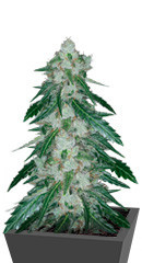 Violet's Wonder Auto fem (Sumo Seeds)