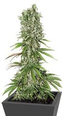 White Strawberry Skunk fem (Strain Hunters)