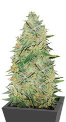 Gelato fem (Nirvana Seeds)