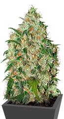 Amnesia Haze fem (Bulk Seed Bank)