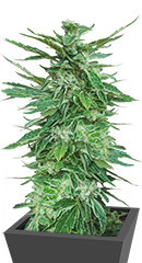 Cafe Racer fem (Blimburn Seeds)