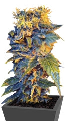 Colombian Sweet fem (VIP seeds)