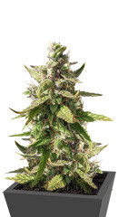 Orange Bud fem (Dutch Passion)