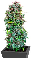 S.A.D. Sweet Afgani Delicious Auto fem (Sweet Seeds)