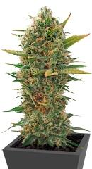 Super Skunk regular (Sensi Seeds)