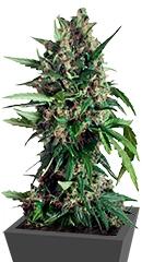 Taiga #2 fem (Dutch Passion)