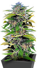 Trainwreck Fast Version fem (Seedkeepers) семена конопли