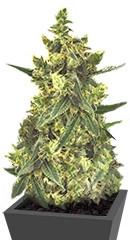 Violator Kush fem (Barney's Farm)