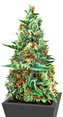 White Rush Auto fem (Dr. Krippling Seeds)