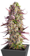 Gorilla Zkittlez Auto fem (FastBuds) семена конопли