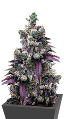 Wedding Gelato fem (RQS)