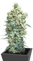 Auto Afghani fem (VIP seeds)