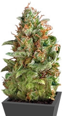 American Pie fem (Pyramid Seeds)