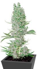 Amnesia XXL Autoflowering fem (Dinafem Seeds)