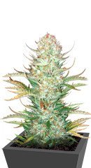 Bruce Banner Auto fem (FastBuds)