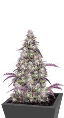 Lemon Pie Auto fem (FastBuds)