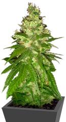 Mekong High fem (Dutch Passion)