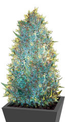 OG Kush fem (Victory Seeds)