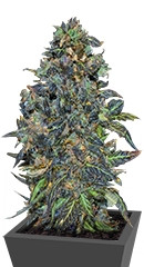 Taison Auto fem (VIP seeds)