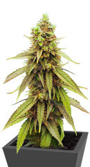 Bubba Kush fem (Barney's Farm)